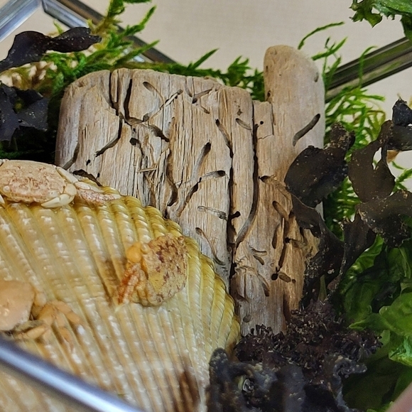 Ethically Sourced Ocean Scene in Terrarium - Picture 8 of 11